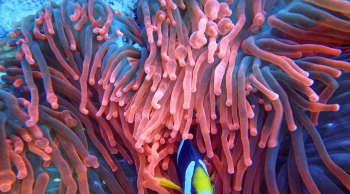 Coral gardeners bring back Jamaica’s reefs, piece by piece