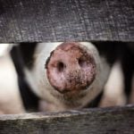 A solution for food waste in schools: Give it to the pigs