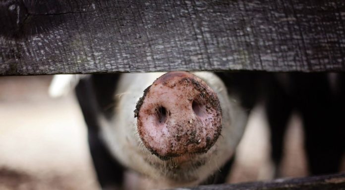 A solution for food waste in schools: Give it to the pigs