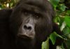 Mountain gorillas rebound thanks to careful interventions