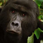 Mountain gorillas rebound thanks to careful interventions
