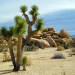 Conservationists seek protection of California Joshua trees