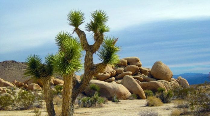 Joshua Tree National Park braces for crowds amid holidays