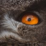 Owl killings spur moral questions about human intervention