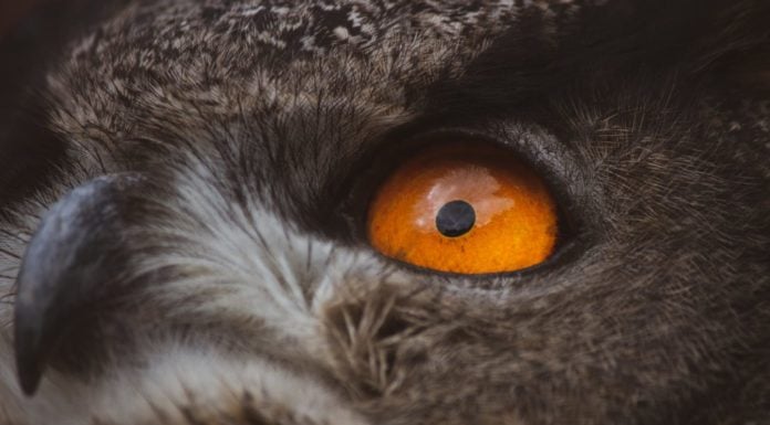 Owl killings spur moral questions about human intervention