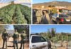 More than 4,000 marijuana plants, 1,000 pounds of pot seized in Anza raid
