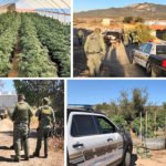 More than 4,000 marijuana plants, 1,000 pounds of pot seized in Anza raid