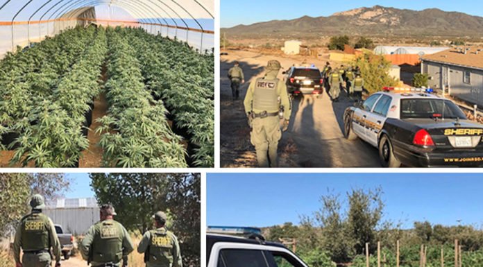 More than 4,000 marijuana plants, 1,000 pounds of pot seized in Anza raid