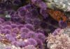 Sea urchin explosion off California, Oregon decimates kelp