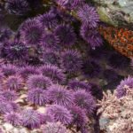Sea urchin explosion off California, Oregon decimates kelp
