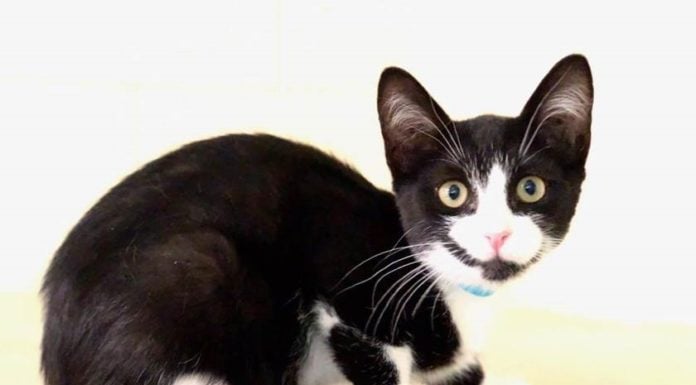 Socks for Sox campaign launches at Riverside County animal shelters