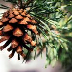 Fire-ravaged forests get help from pine cone collectors