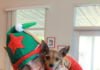 Cocoa, crafts and caroling at the kennels kennels with AFV’s Howliday Open House