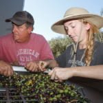 Milling begins at The Olive Plantation