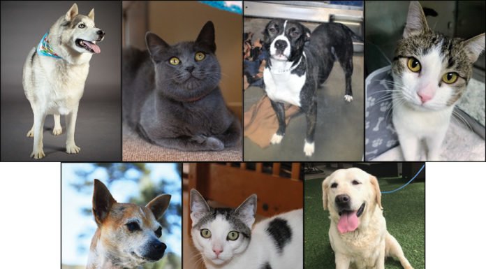 Pets of the Week