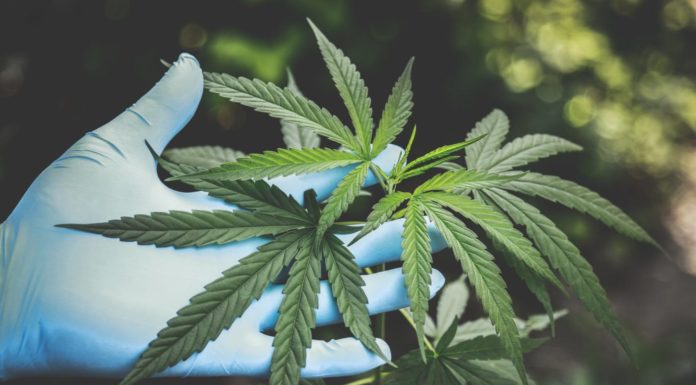 Sheriff’s operation nets nearly 4,000 cannabis plants at grow sites
