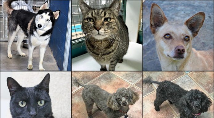 Pets of the Week