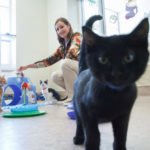 Animal Friends of the Valleys continues to help local strays find homes