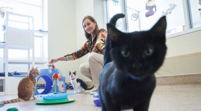 Animal Friends of the Valleys continues to help local strays find homes