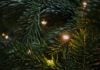 Christmas tree prices remain high amid low supply