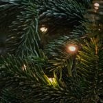 Christmas tree prices remain high amid low supply