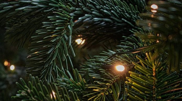 Christmas tree prices remain high amid low supply