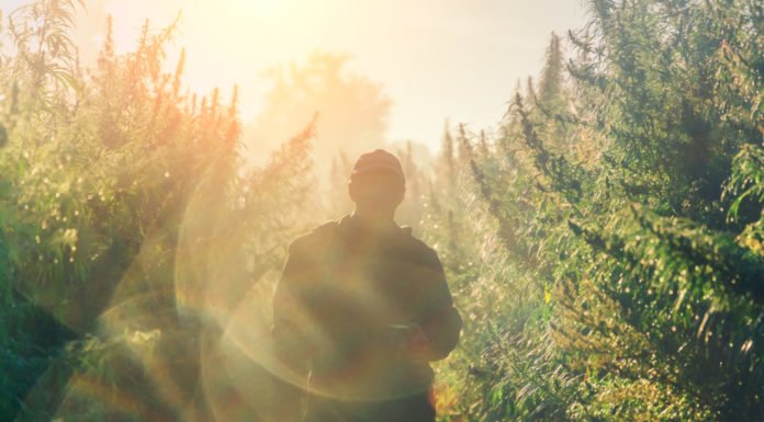 High anxiety: Proposed US hemp rules worry industry