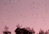 Photo: A murder of crows fly back to their roost at dusk in Murrieta during an early November evening