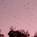 Photo: A murder of crows fly back to their roost at dusk in Murrieta during an early November evening