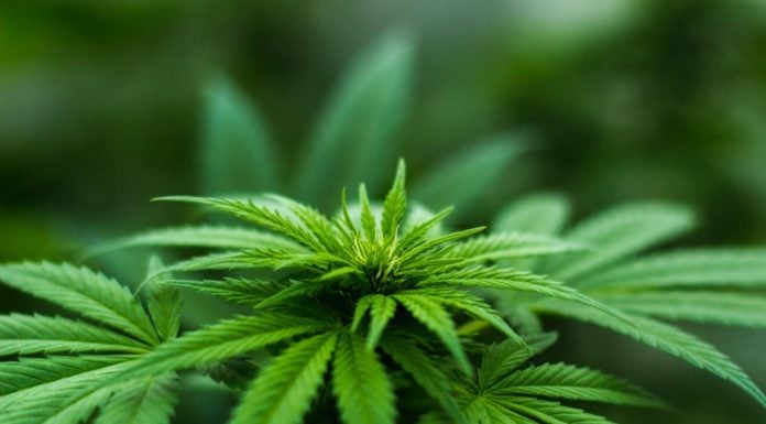 California boosts pot taxes, shocking unsteady industry