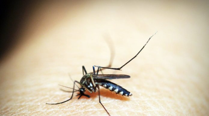 Bacteria-infected mosquitoes take bite out of deadly dengue