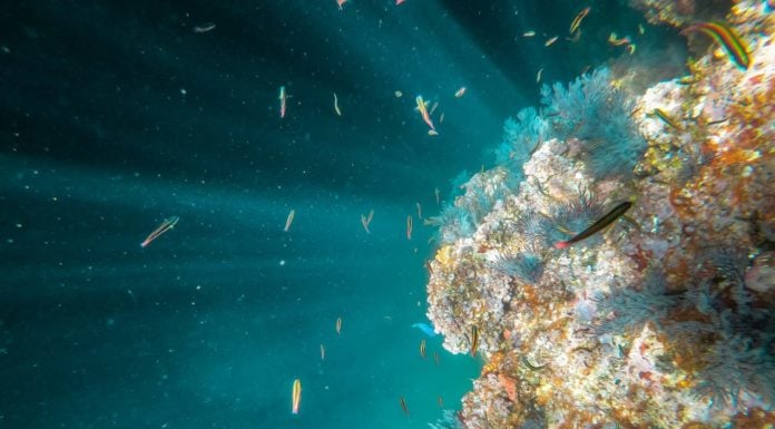 How a small stretch of ocean stirred a conservation movement