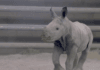 San Diego zoo announces birth of white rhino