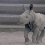 San Diego zoo announces birth of white rhino
