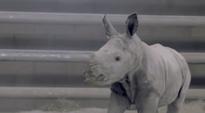 San Diego zoo announces birth of white rhino