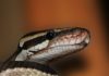 Snake fungal disease confirmed in California for 1st time