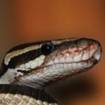 Snake fungal disease confirmed in California for 1st time
