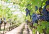 Sour grapes: Trade war puts cork in US wine sales to China