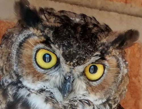 Horned Owls hoot in Anza Valley