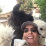 Carlson wins two LASC grand champion awards