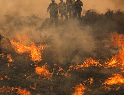 New California laws help animals, fire victims, immigrants