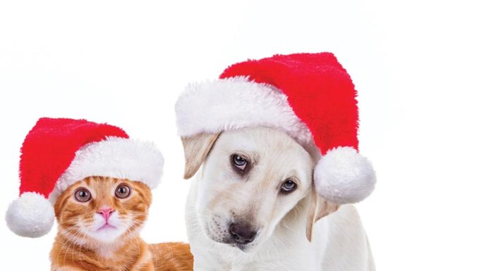 Holiday gifts for four-legged family members
