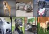 Pets of the Week