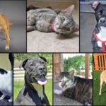 Pets of the Week