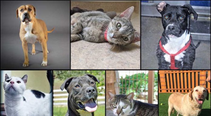 Pets of the Week