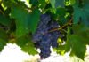 Four grapes to watch in Temecula Valley Southern California Wine Country