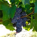 Four grapes to watch in Temecula Valley Southern California Wine Country