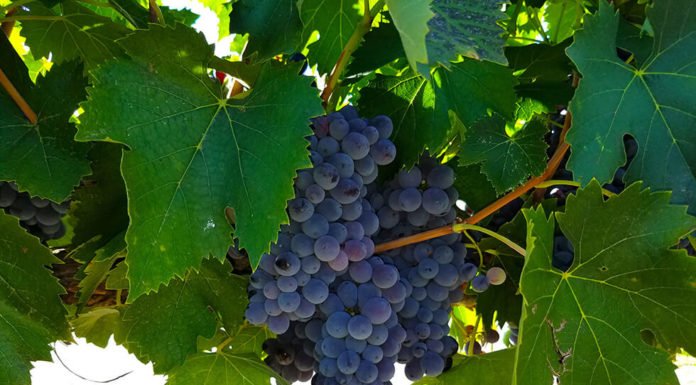 Four grapes to watch in Temecula Valley Southern California Wine Country
