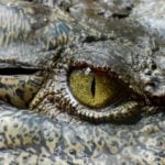 Judge blocks California’s alligator ban after Louisiana sues
