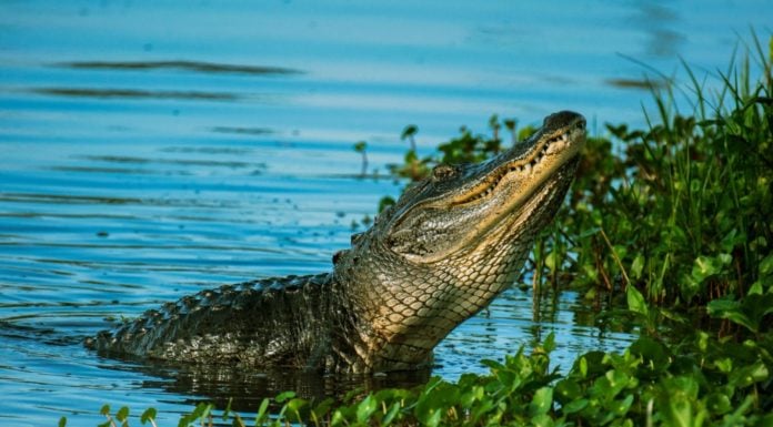 To save Everglades, guardians fight time – and climate